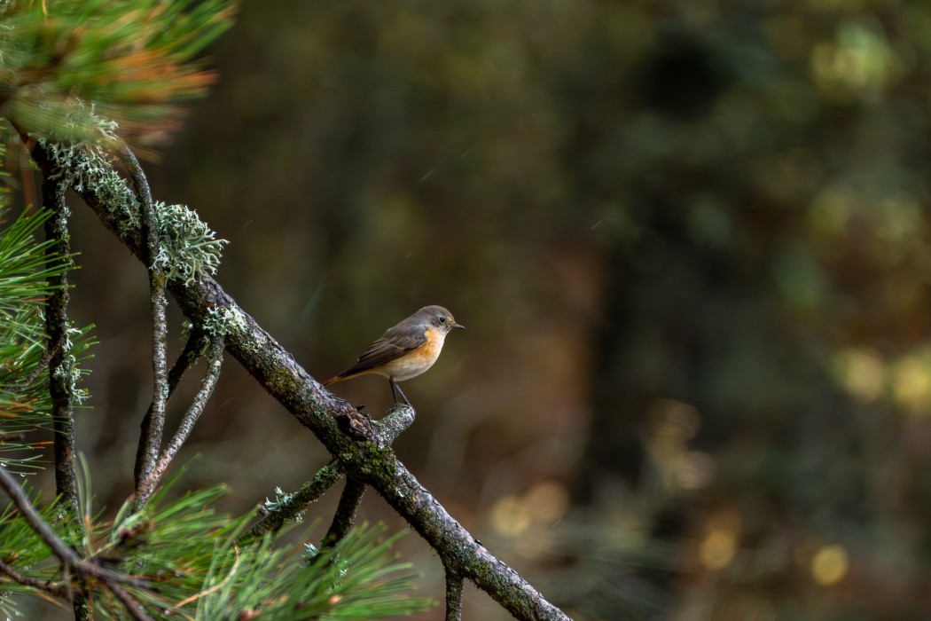 Common Redstart