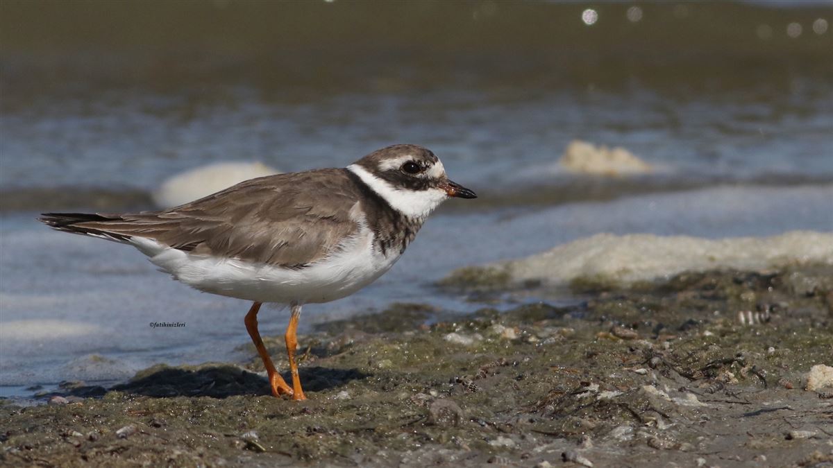 Common Ringed Plover