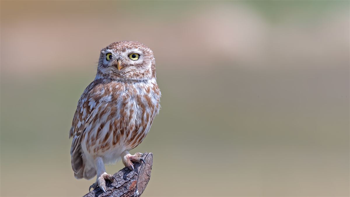 Little Owl