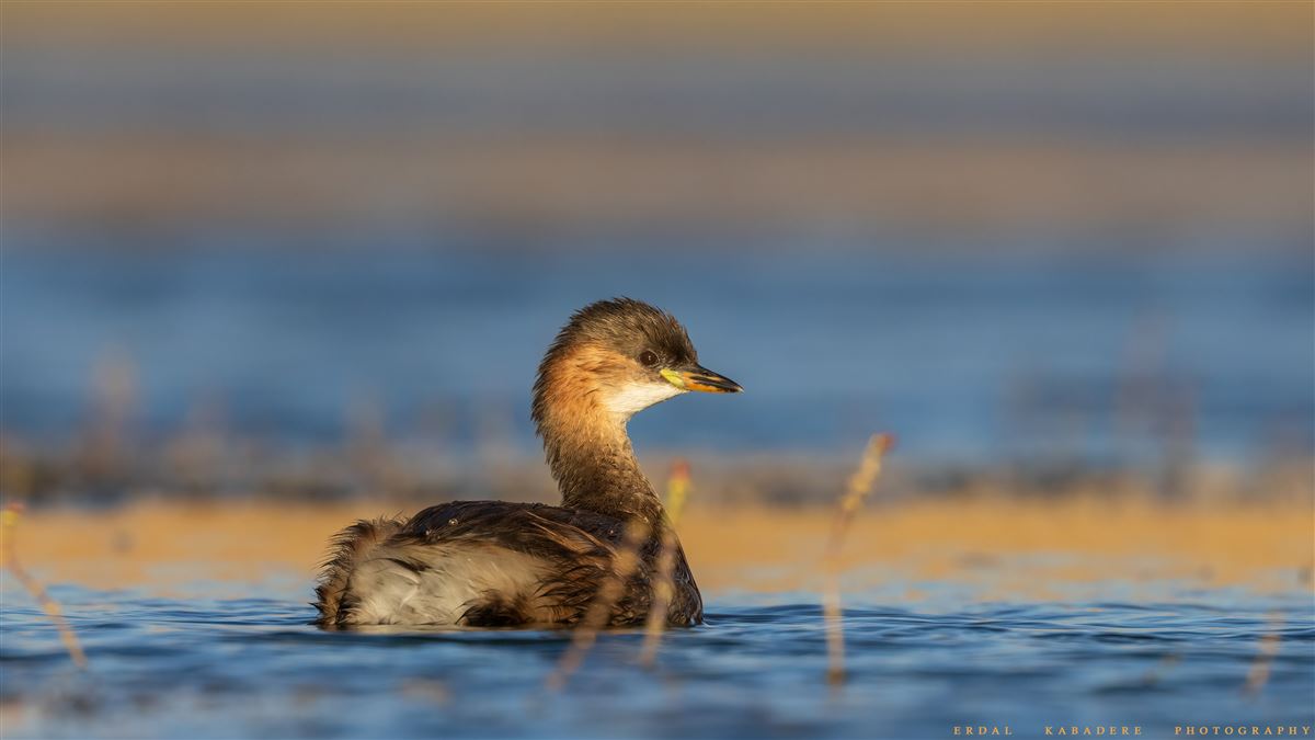 Little Grebe