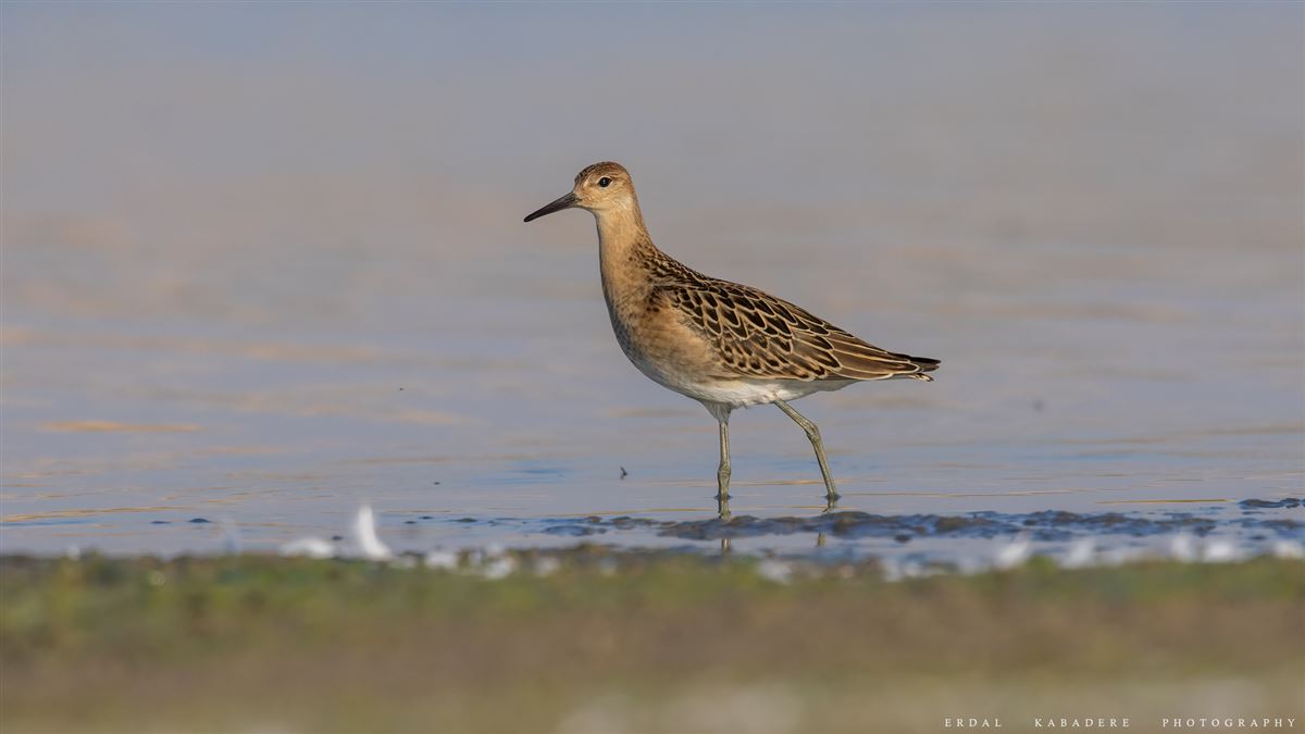 Ruff