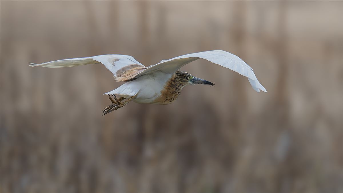 Squacco Heron