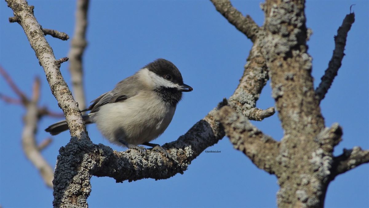 Sombre Tit