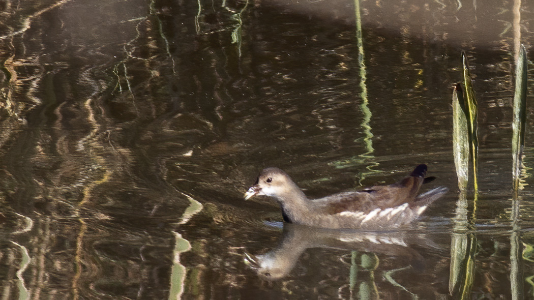 Common Moorhen