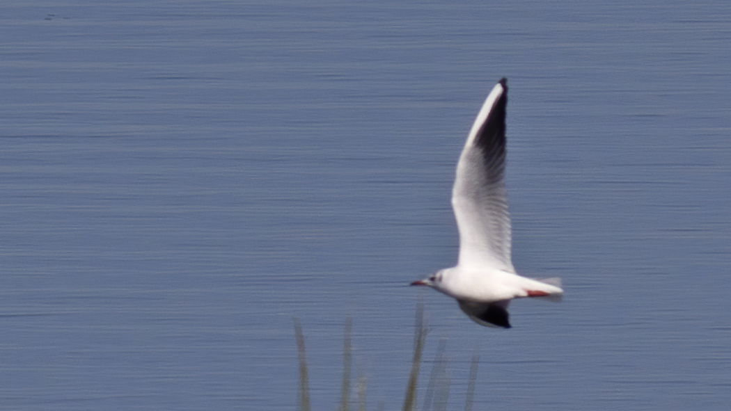 Black-headed Gull