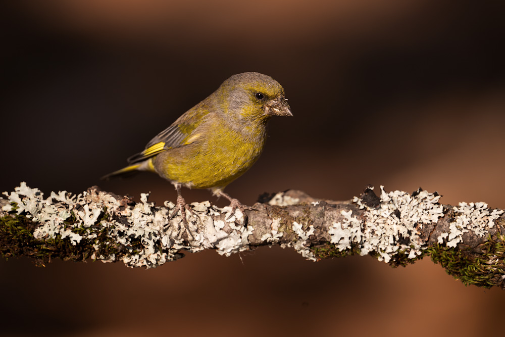 European Greenfinch