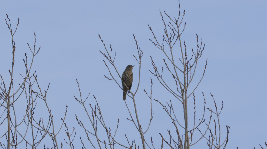 Mistle Thrush
