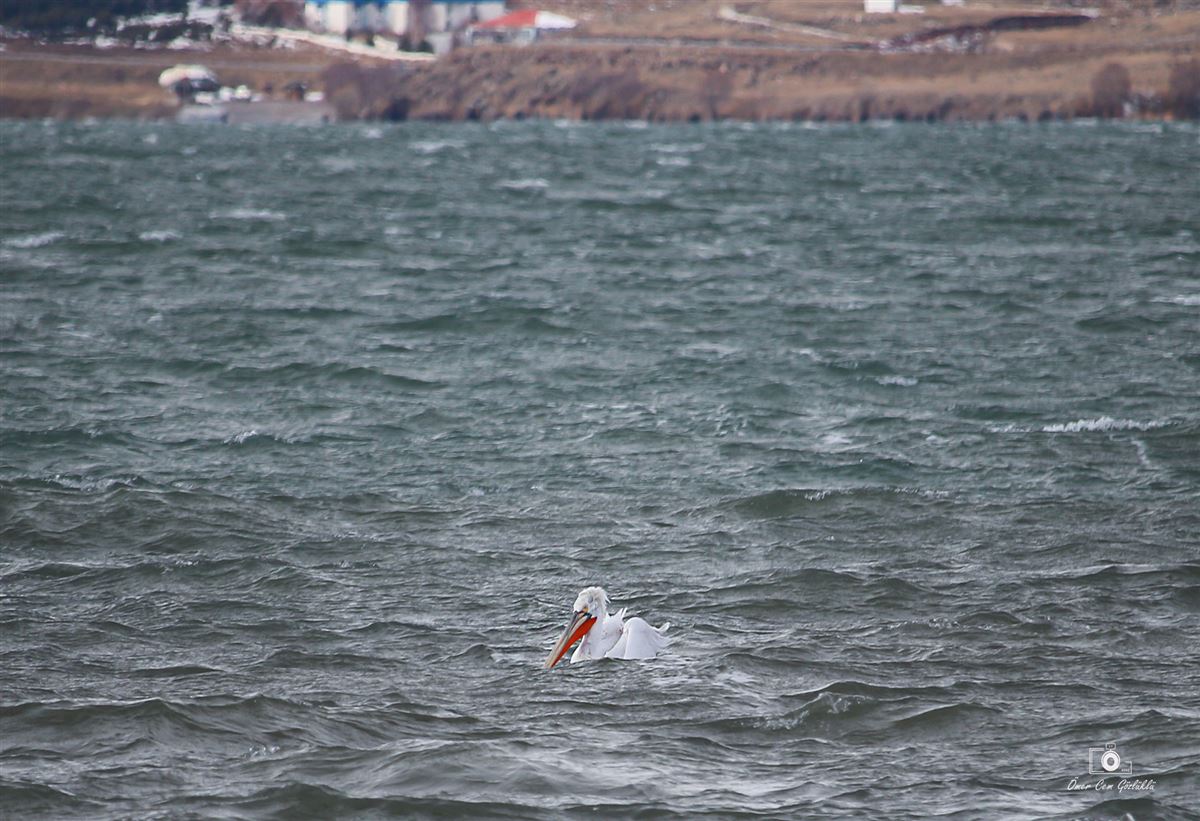 Dalmatian Pelican