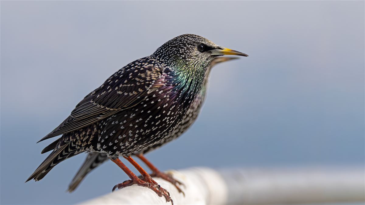 Common Starling