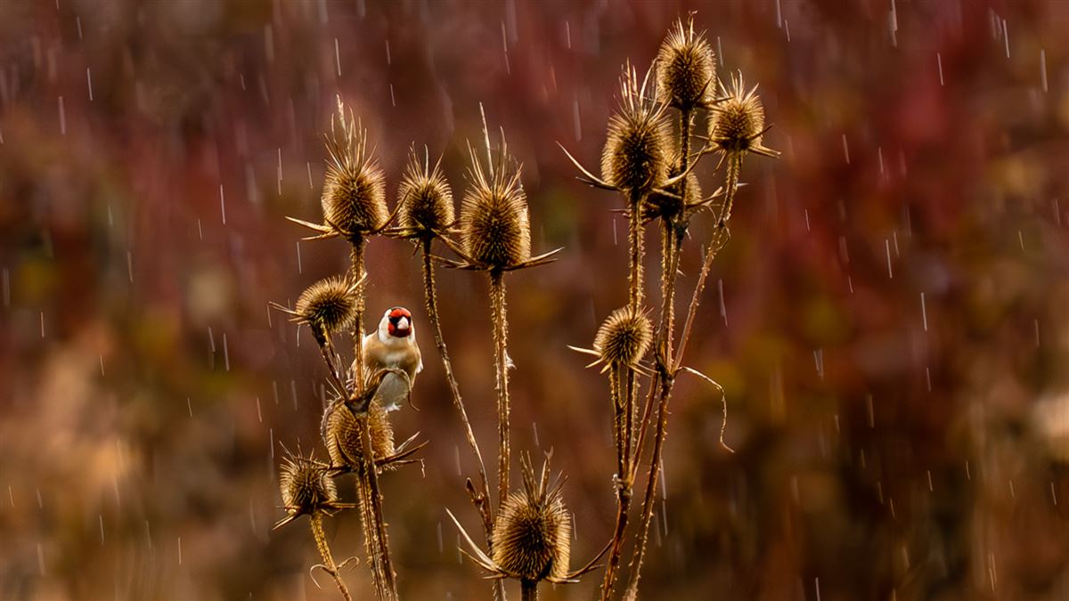 European Goldfinch