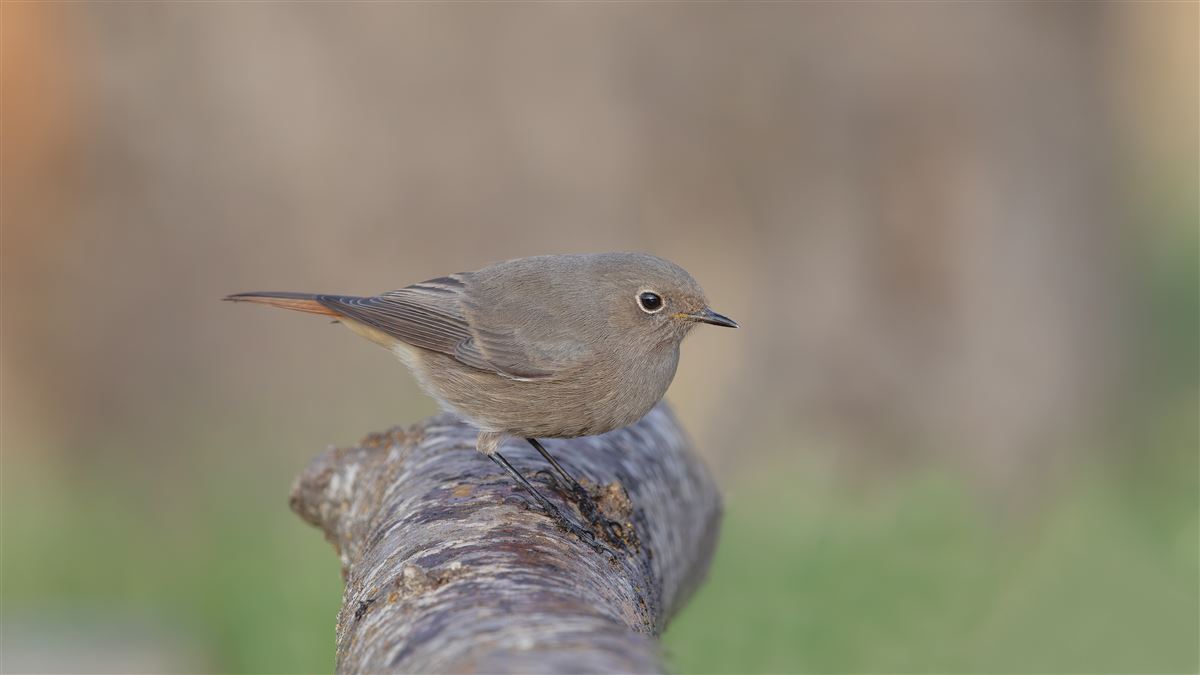 Black Redstart