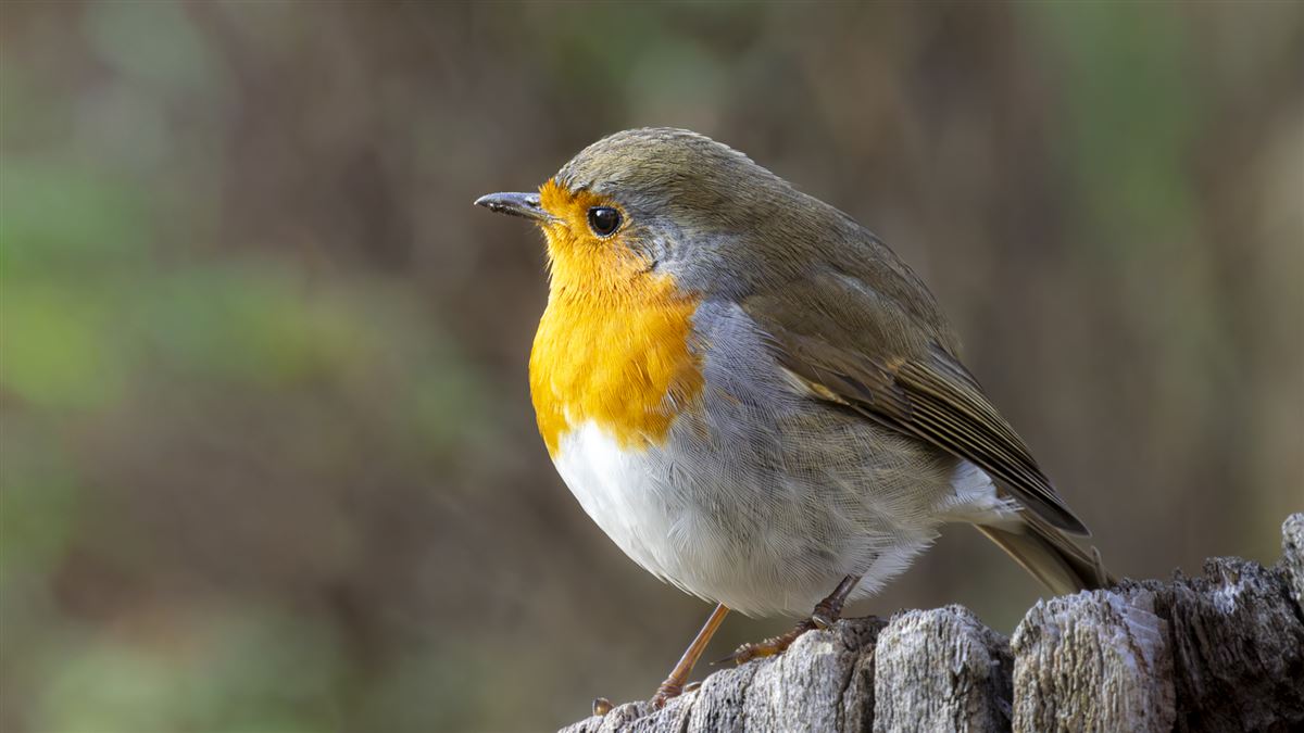 European Robin