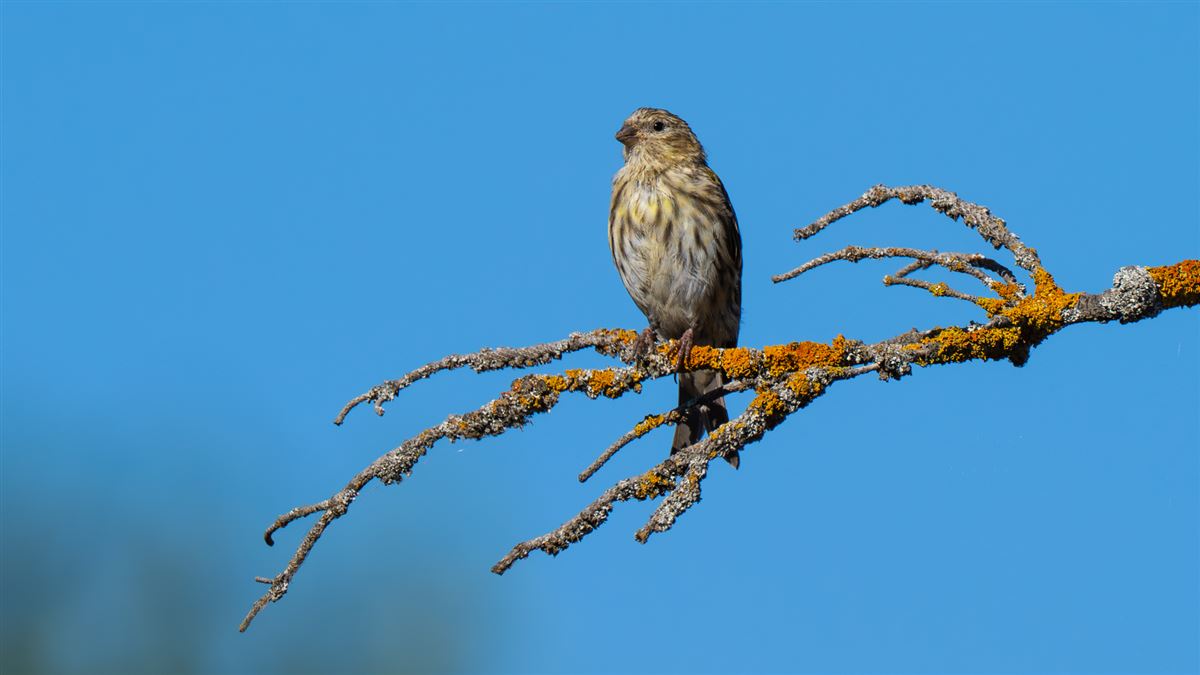 European Serin