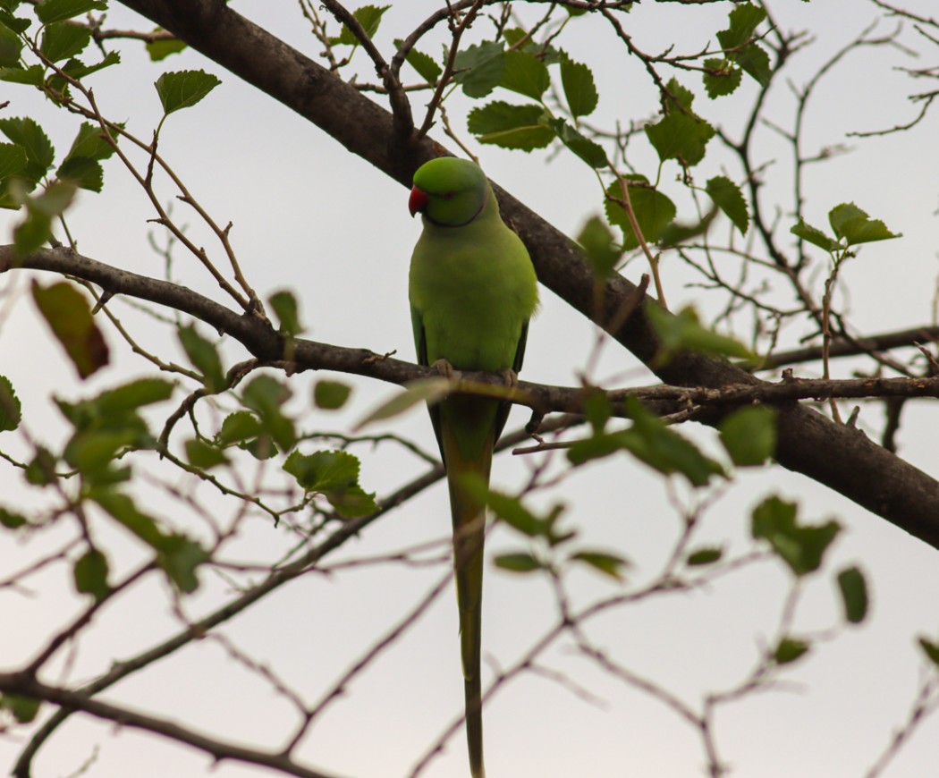 Rose-ringed Parakeet
