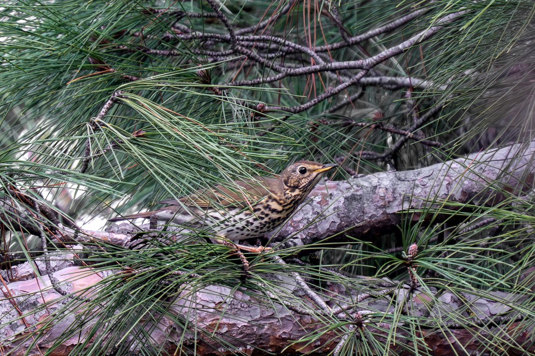 Song Thrush