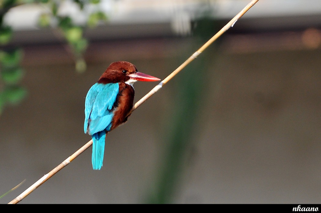 White-throated Kingfisher