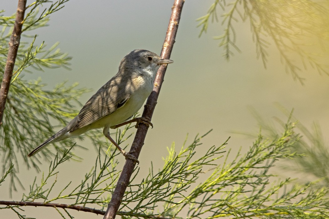Menetries`s Warbler