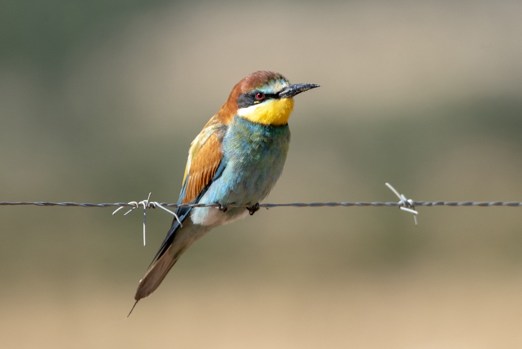 European Bee-eater