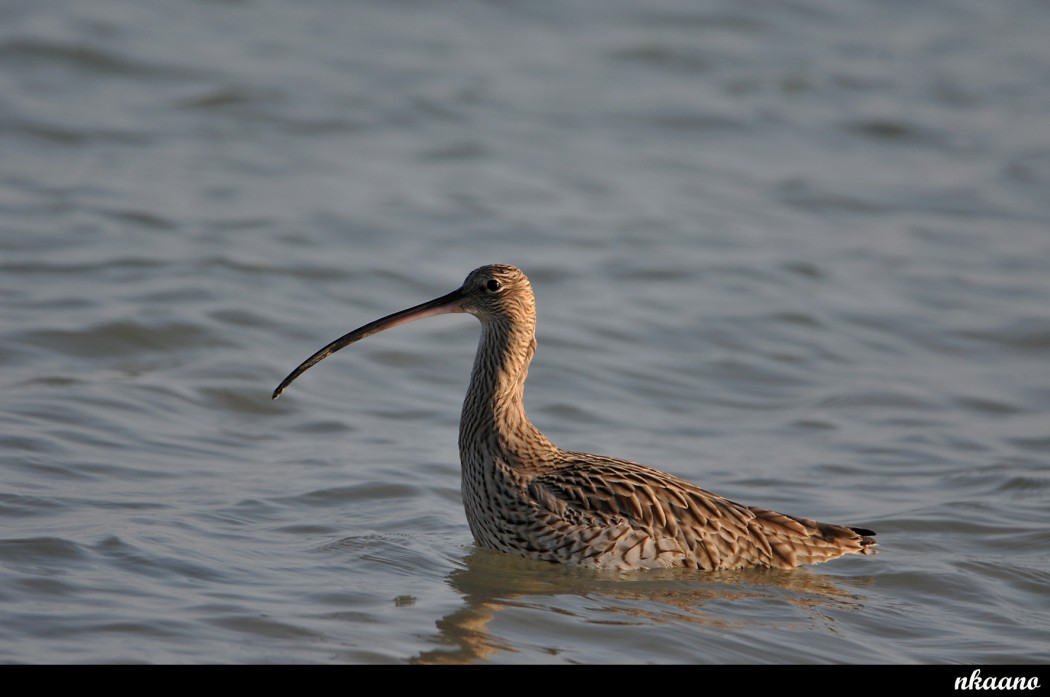 Eurasian Curlew