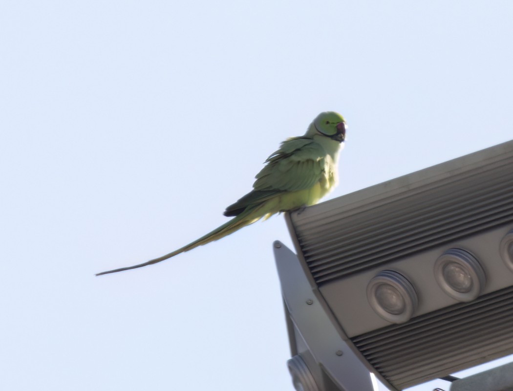 Rose-ringed Parakeet