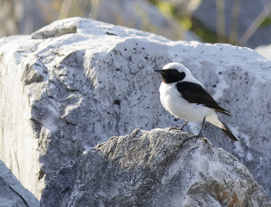 Black-eared Wheatear