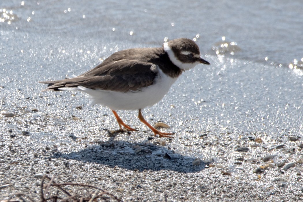 Common Ringed Plover