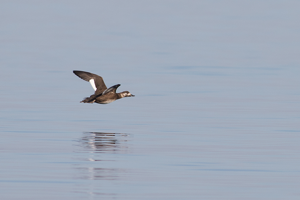 Velvet Scoter