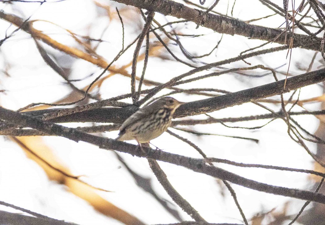 Olive-backed Pipit