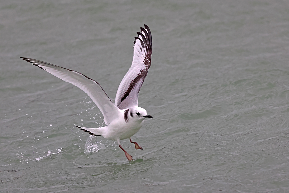 Black-legged Kittiwake