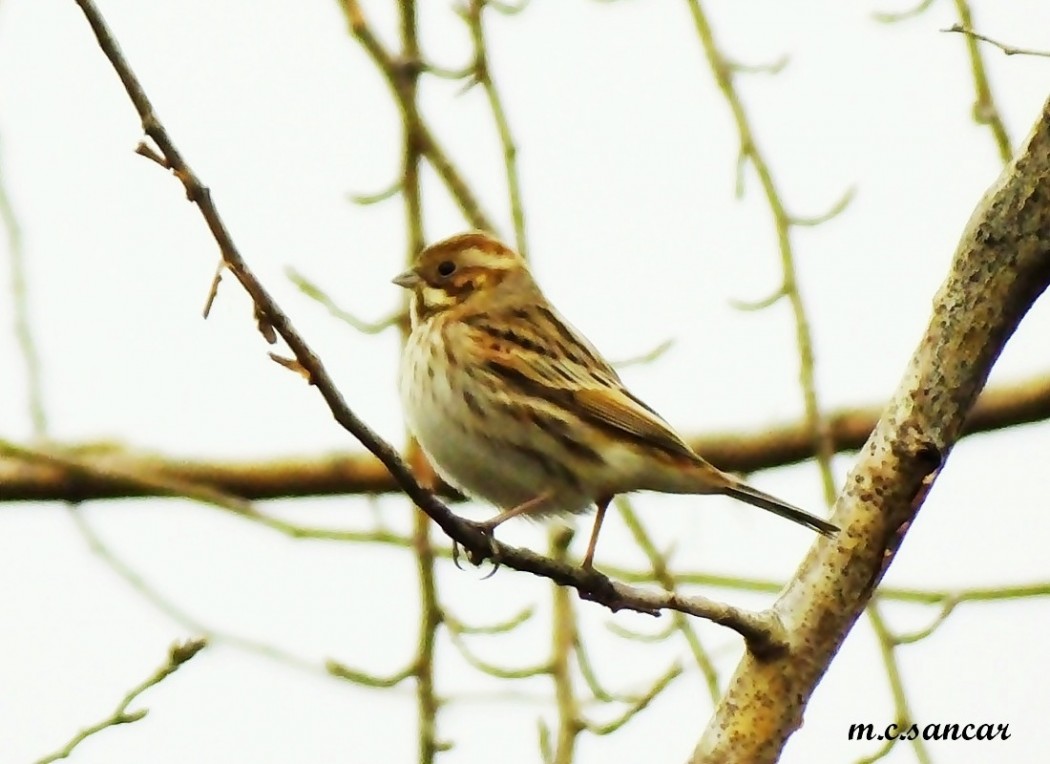 Common Reed Bunting