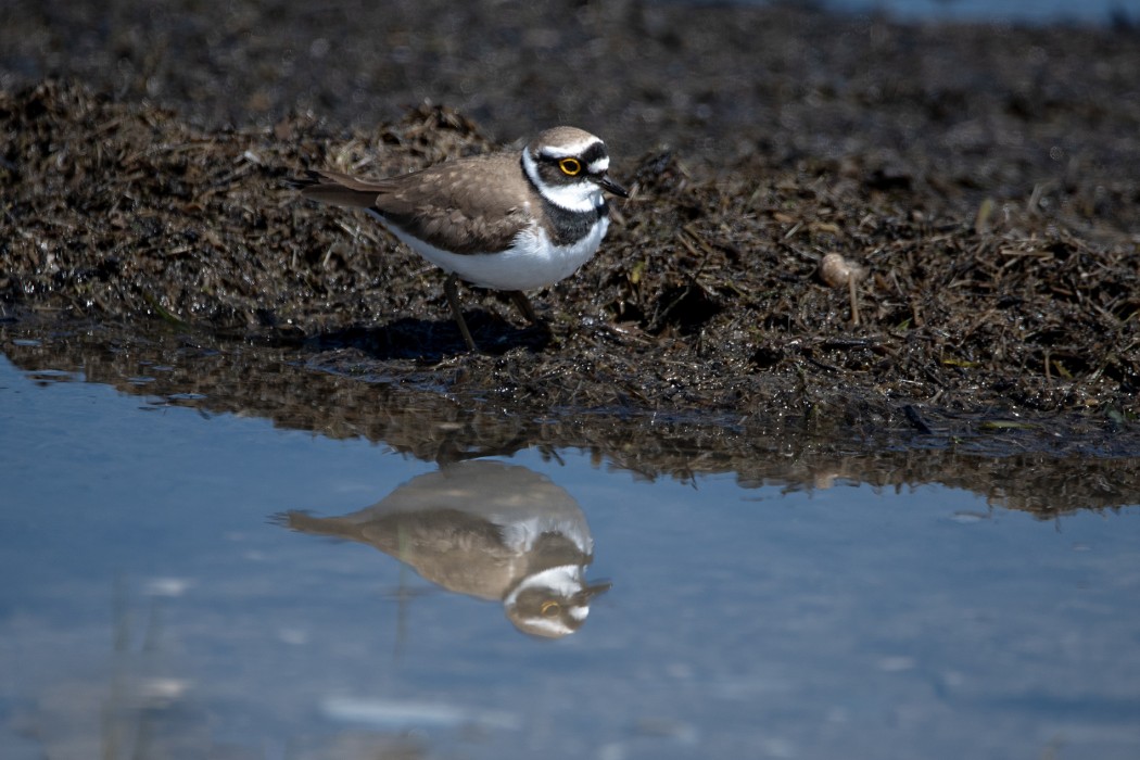Little Ringed Plover
