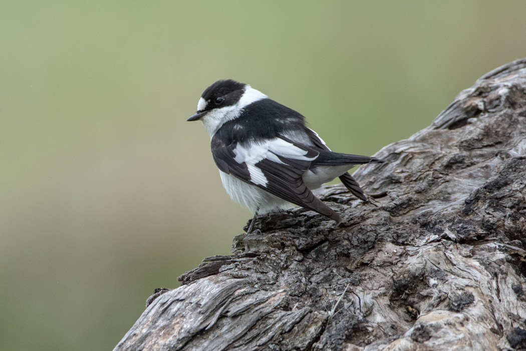 Collared Flycatcher