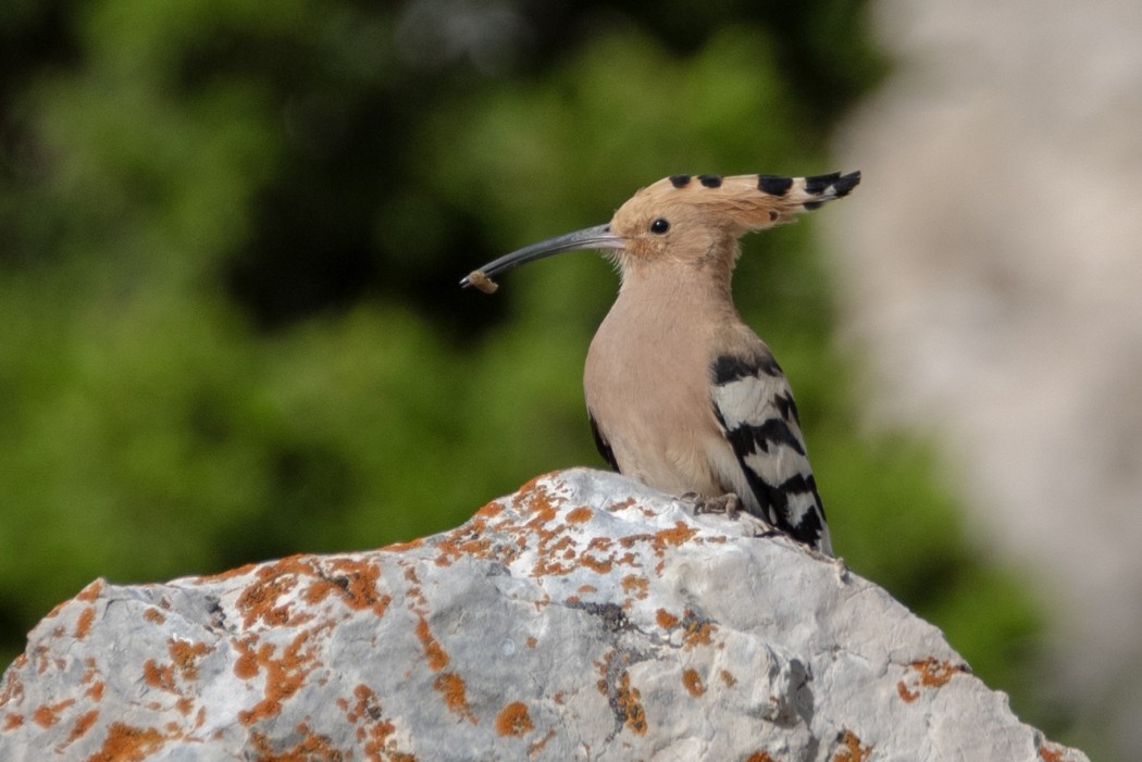 Common Hoopoe