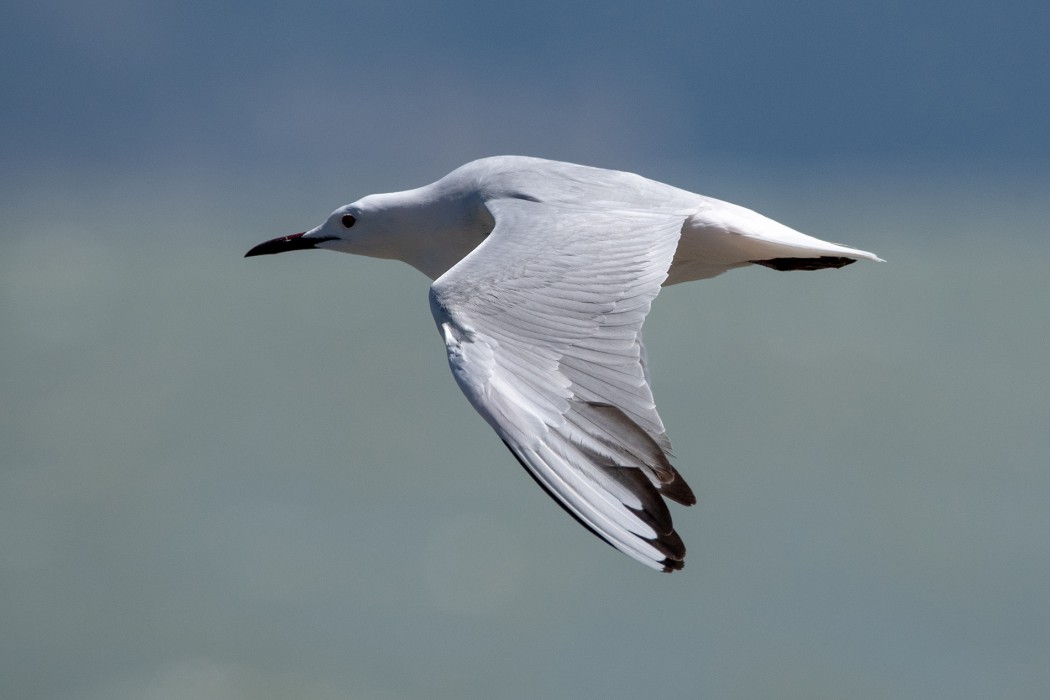 Slender-billed Gull