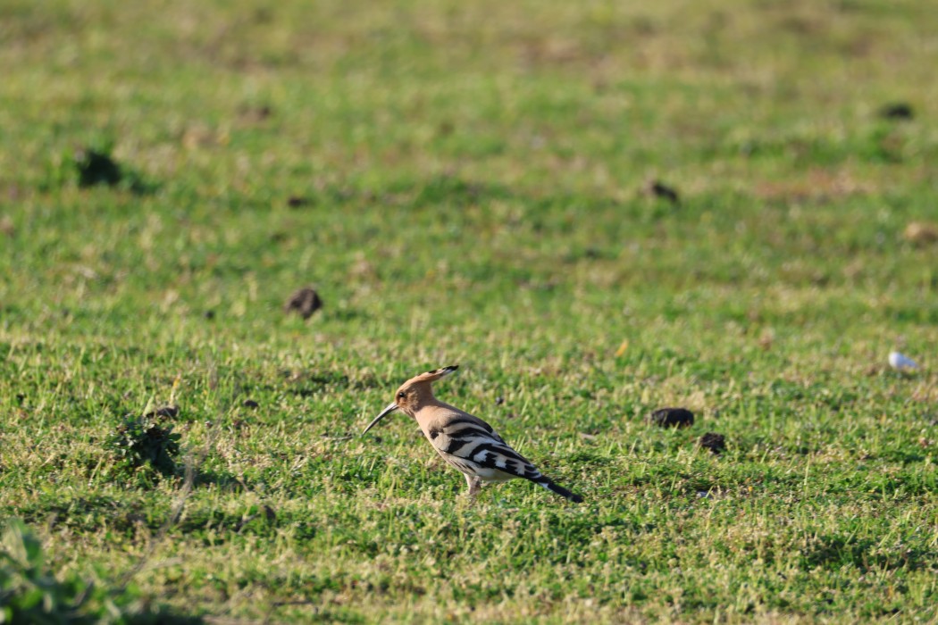Common Hoopoe
