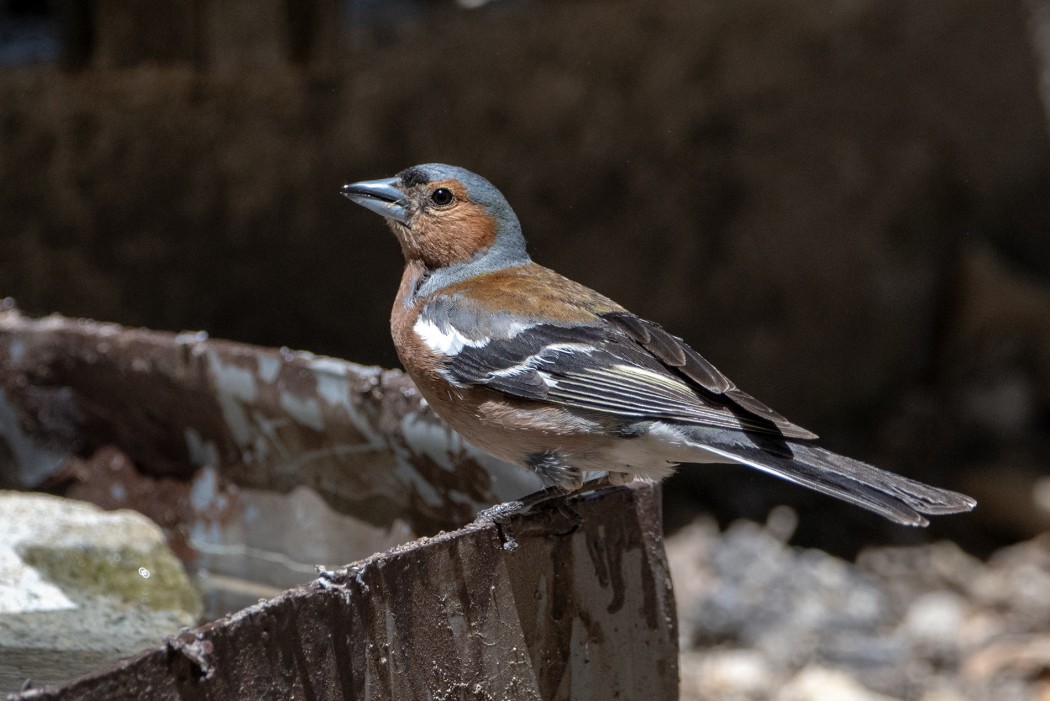 Eurasian Chaffinch