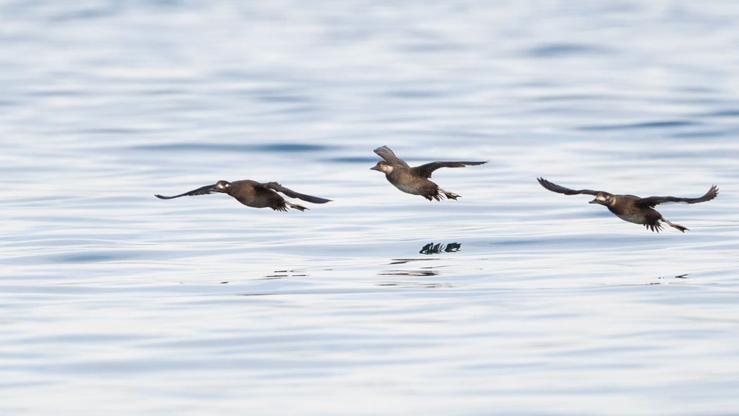 Common Scoter