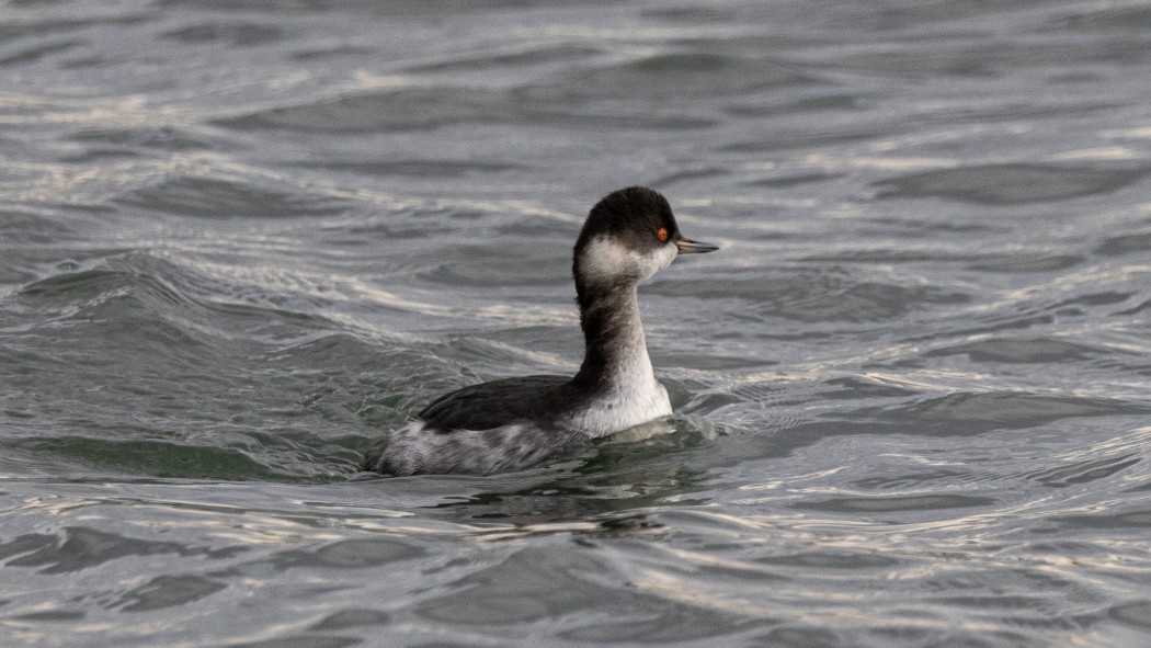 Black-necked Grebe