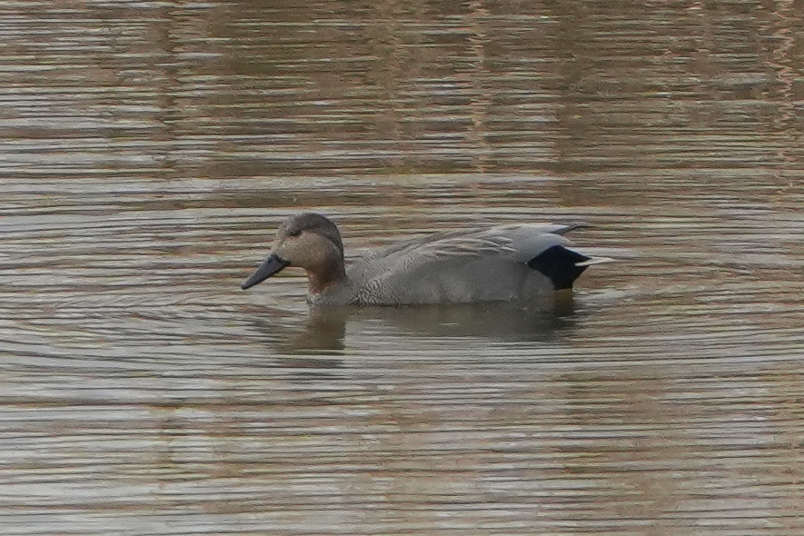 Gadwall