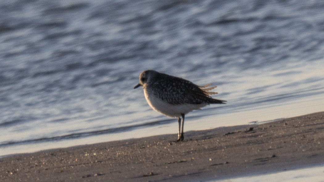 Grey Plover