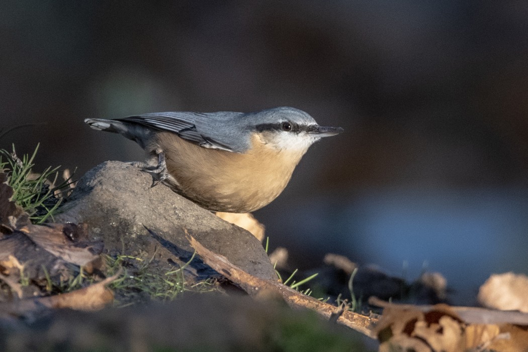 Eurasian Nuthatch