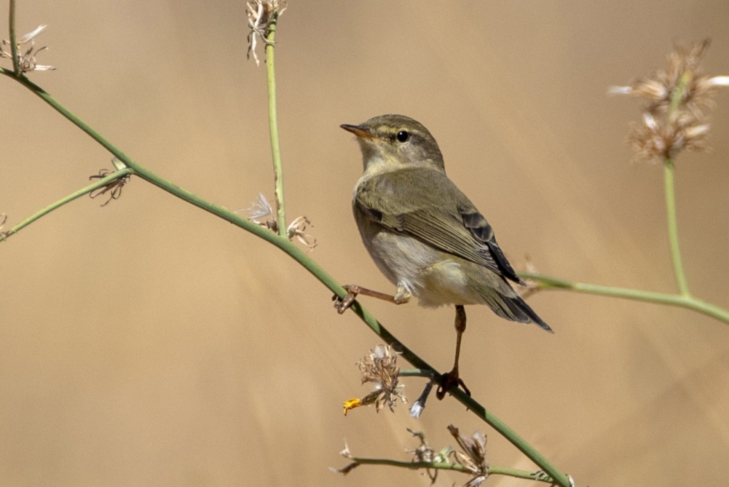 Willow Warbler