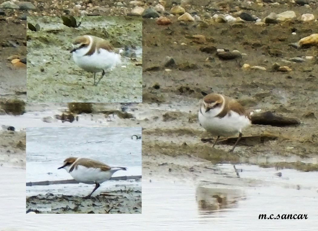 Kentish Plover