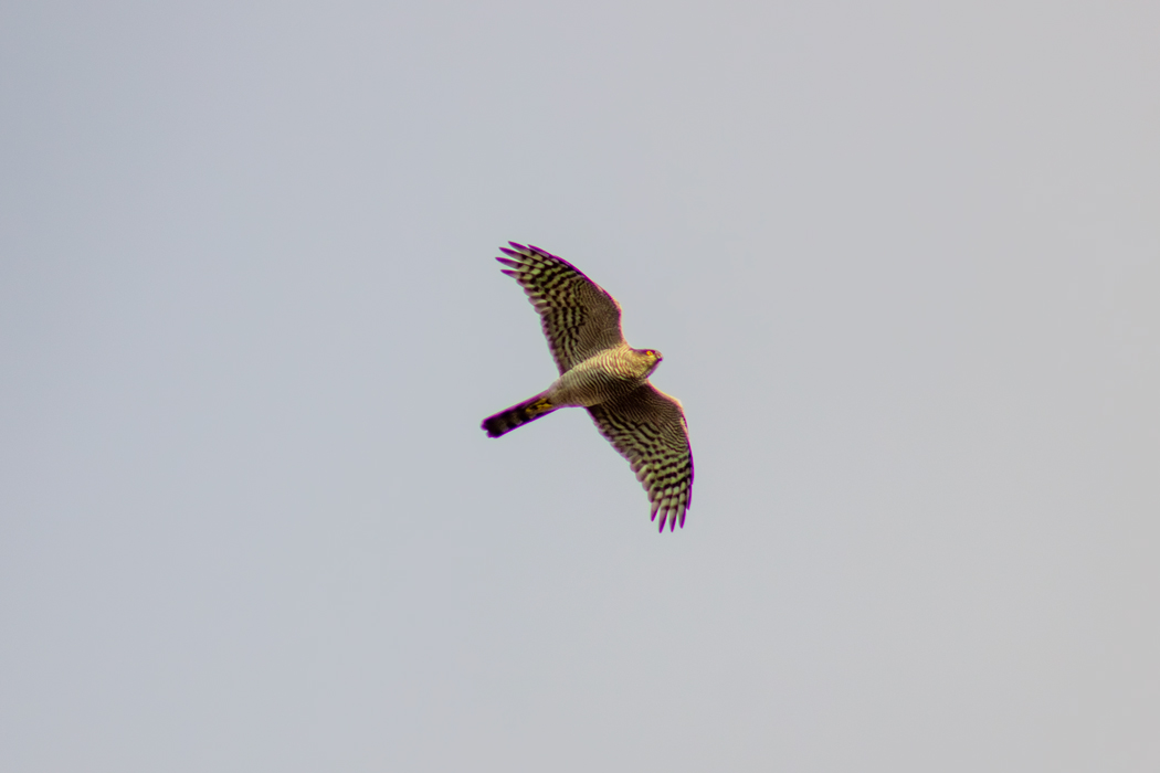 Eurasian Sparrowhawk
