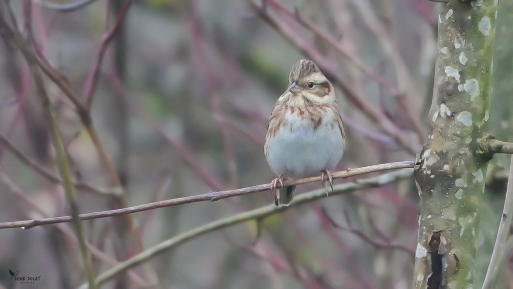 Rustic Bunting
