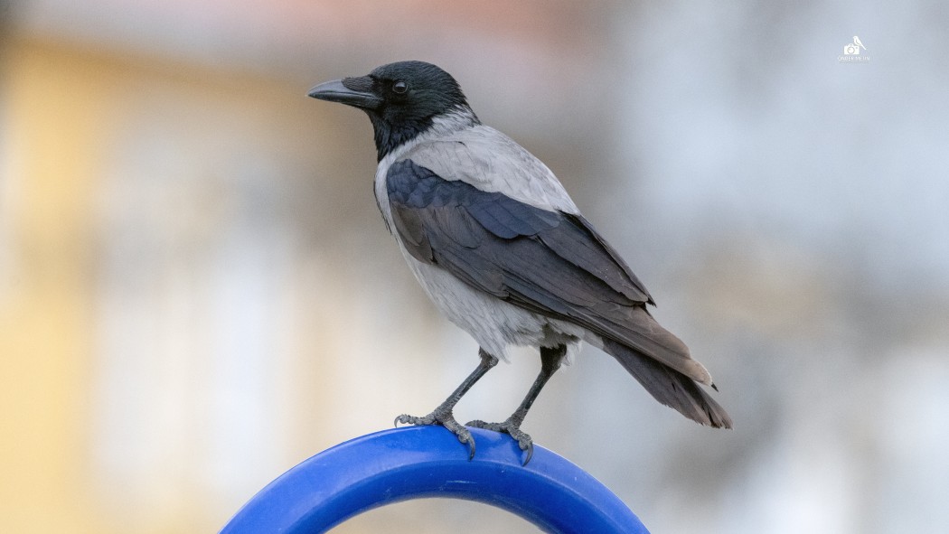 Hooded Crow