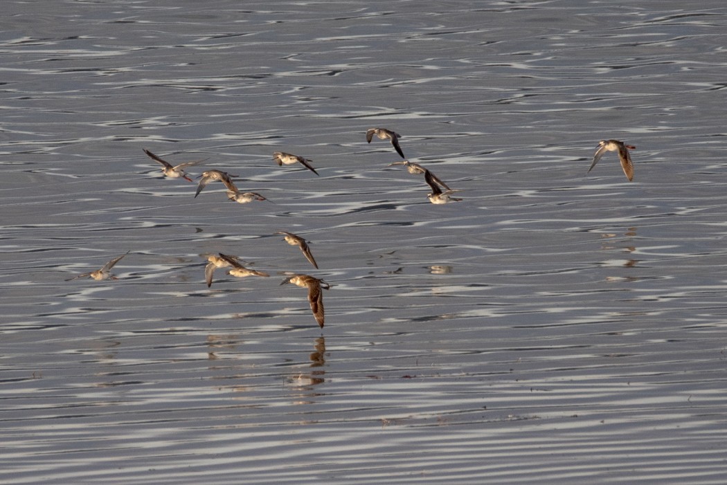 Common Redshank