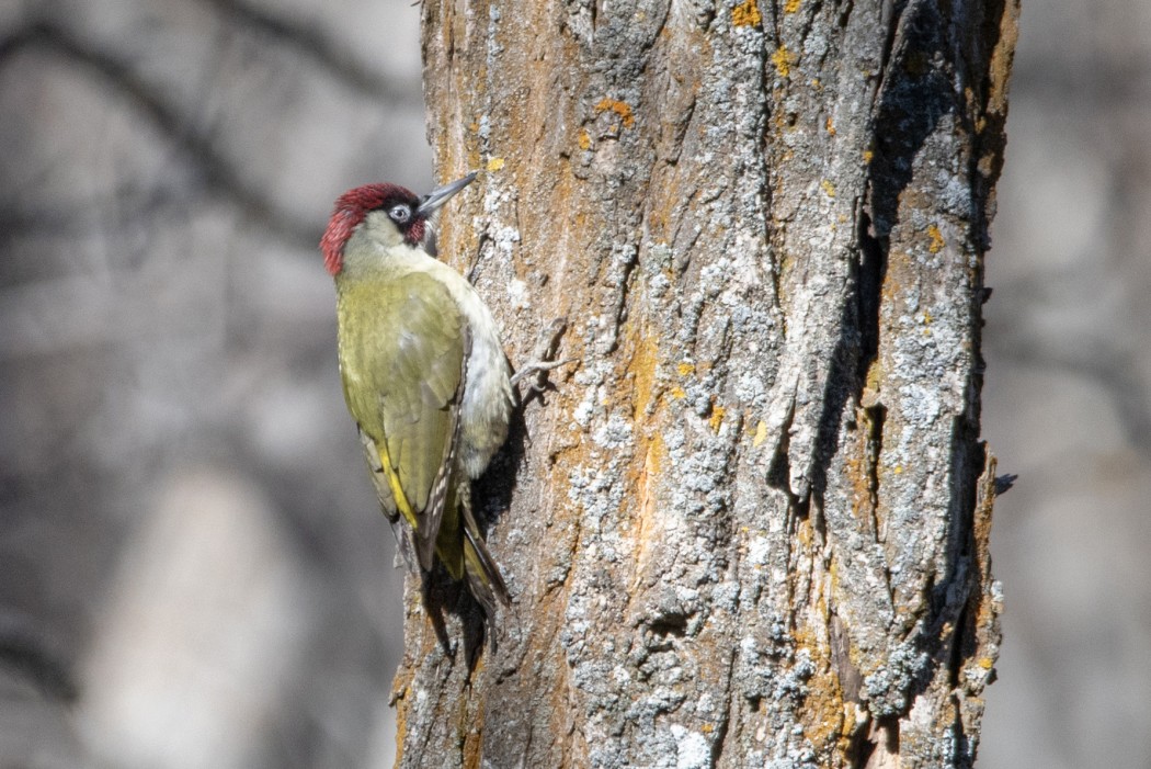 European Green Woodpecker