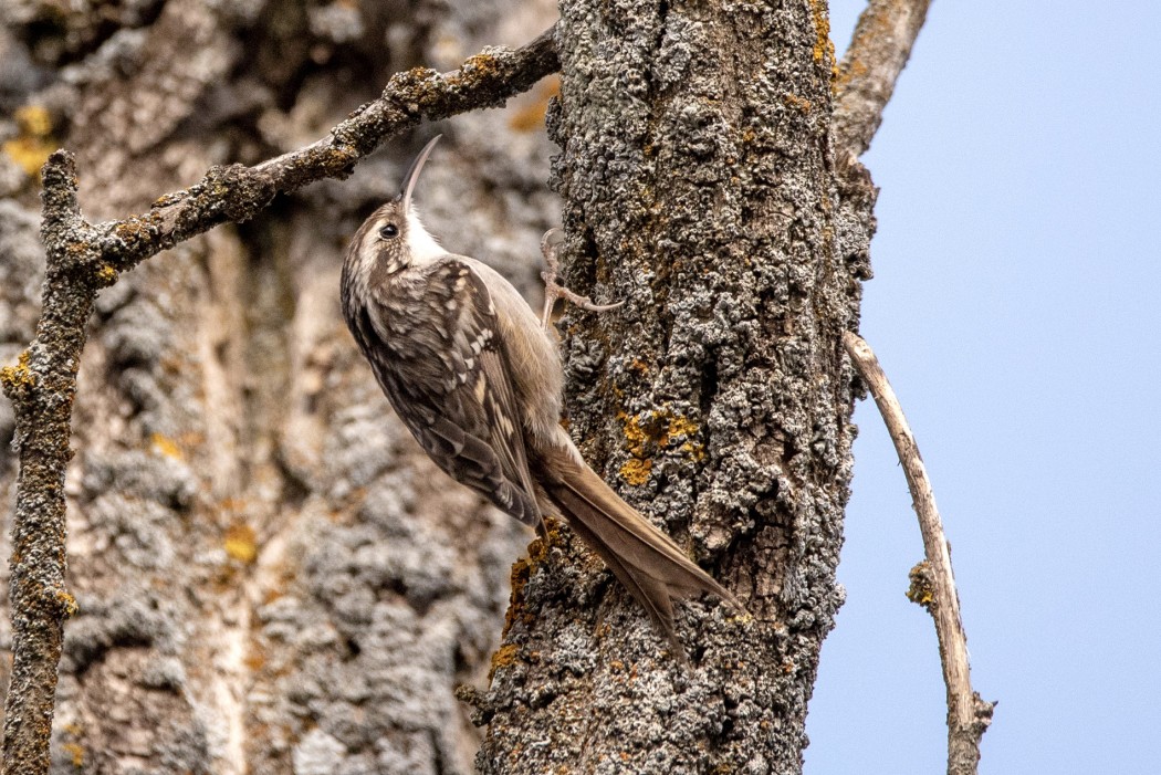 Short-toed Treecreeper
