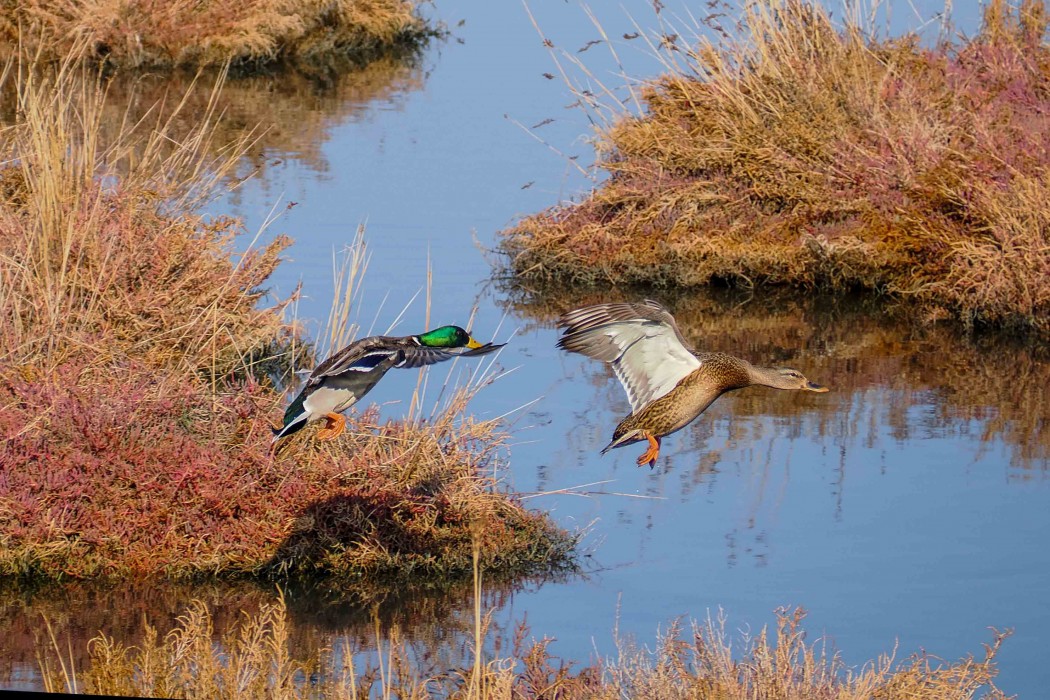 Mallard